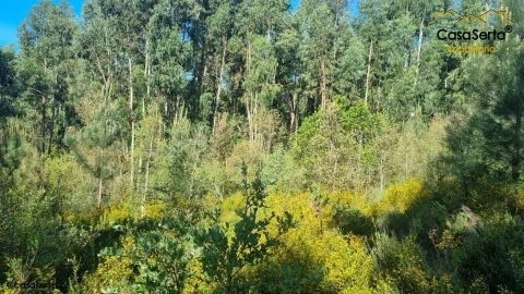Terreno para Venda em Sertã