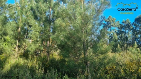 Terreno para Venda em Sertã