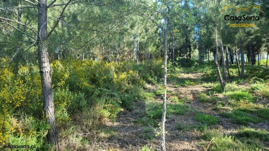 Terreno para Venda em Sertã Foto 4