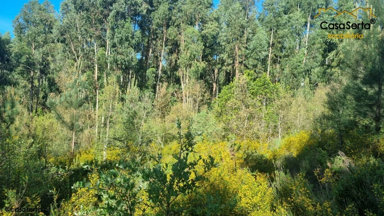 Terreno para Venda em Sertã Foto 3
