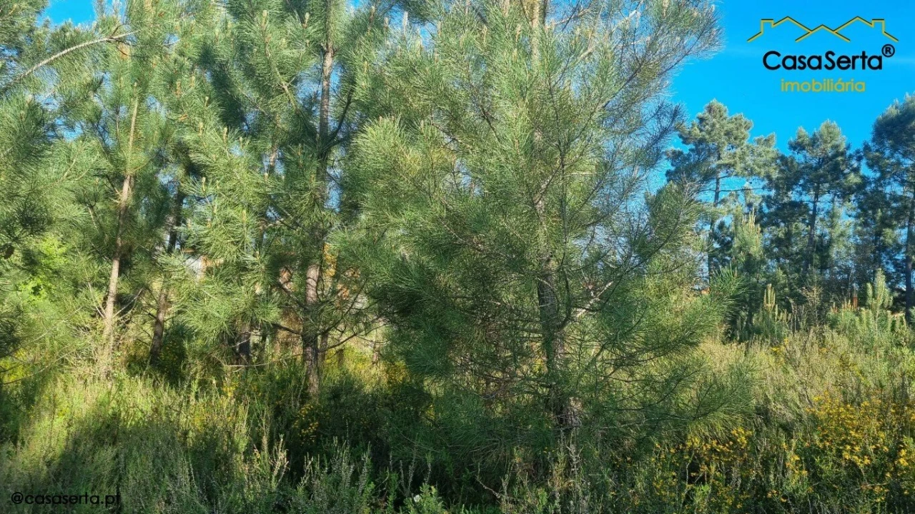 Terreno para Venda em Sertã Foto 6