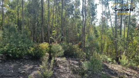Terreno para Venda em Sertã