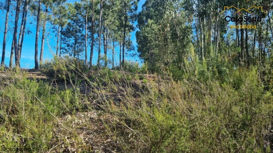 Terreno para Venda em Sertã Foto 7