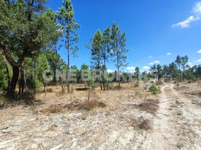 Terreno para Venda em Santana do Mato Foto 4