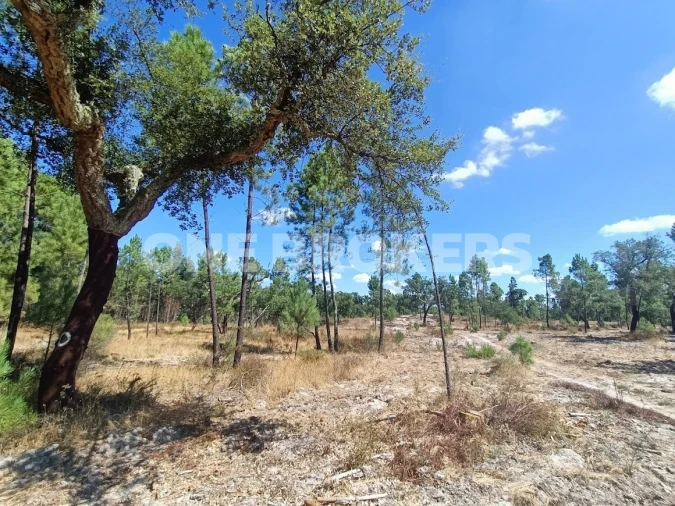 Terreno para Venda em Santana do Mato Foto 12