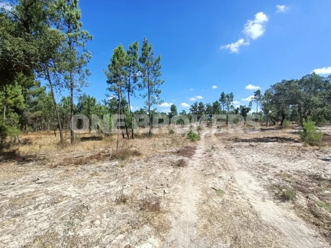Terreno para Venda em Santana do Mato Foto 8