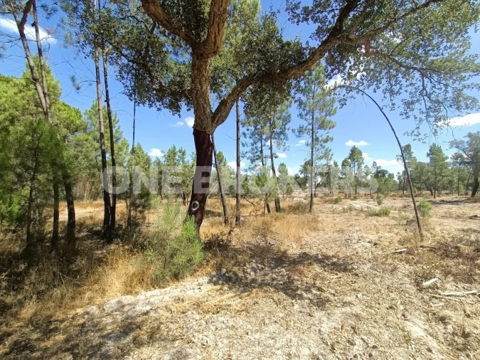 Terreno para Venda em Santana do Mato Foto 11