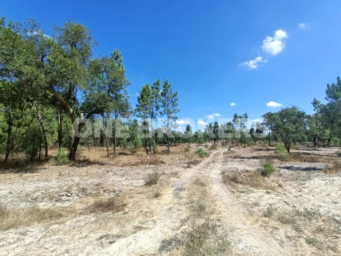 Terreno para Venda em Santana do Mato Foto 6