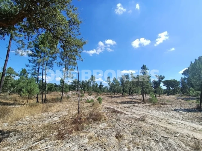 Terreno para Venda em Santana do Mato Foto 9