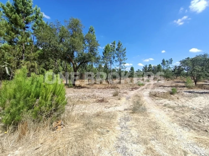 Terreno para Venda em Santana do Mato Foto 5