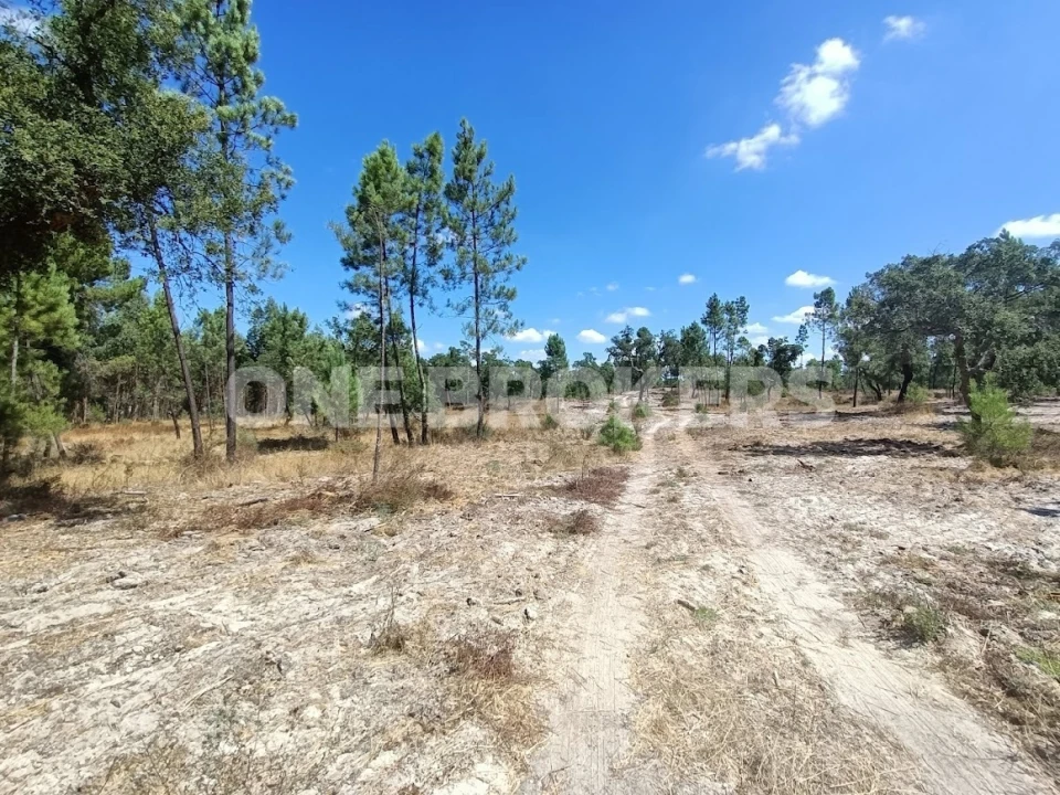 Terreno para Venda em Santana do Mato Foto 8