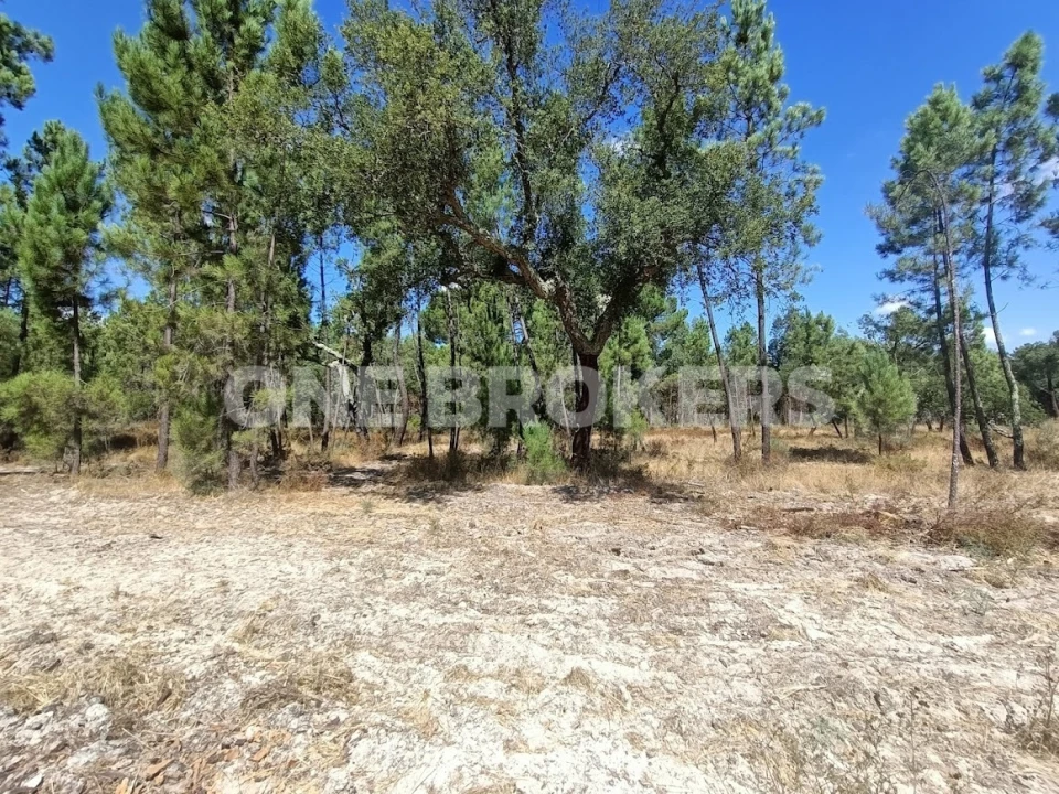 Terreno para Venda em Santana do Mato Foto 10