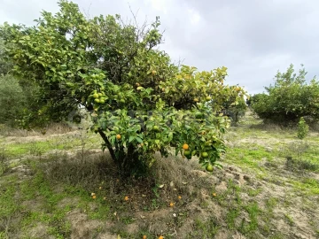 Terreno para Venda em Benavente