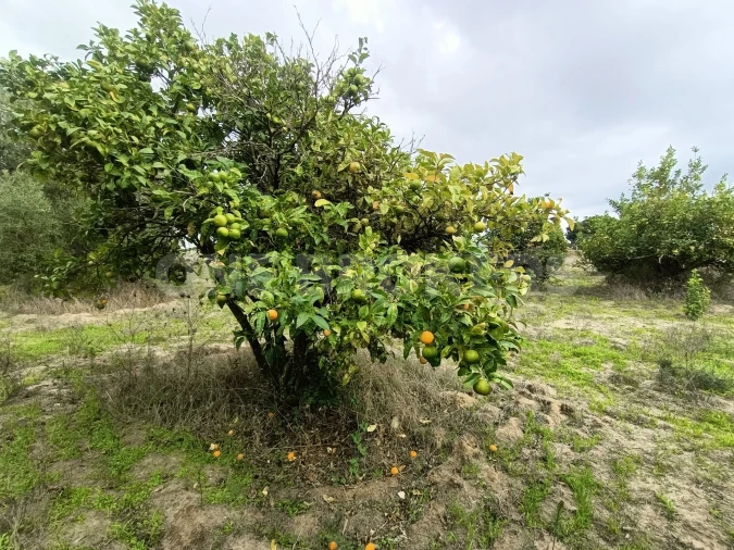Terreno para Venda em Benavente Foto 20