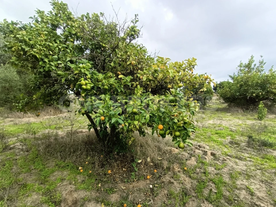 Terreno para Venda em Benavente Foto 20