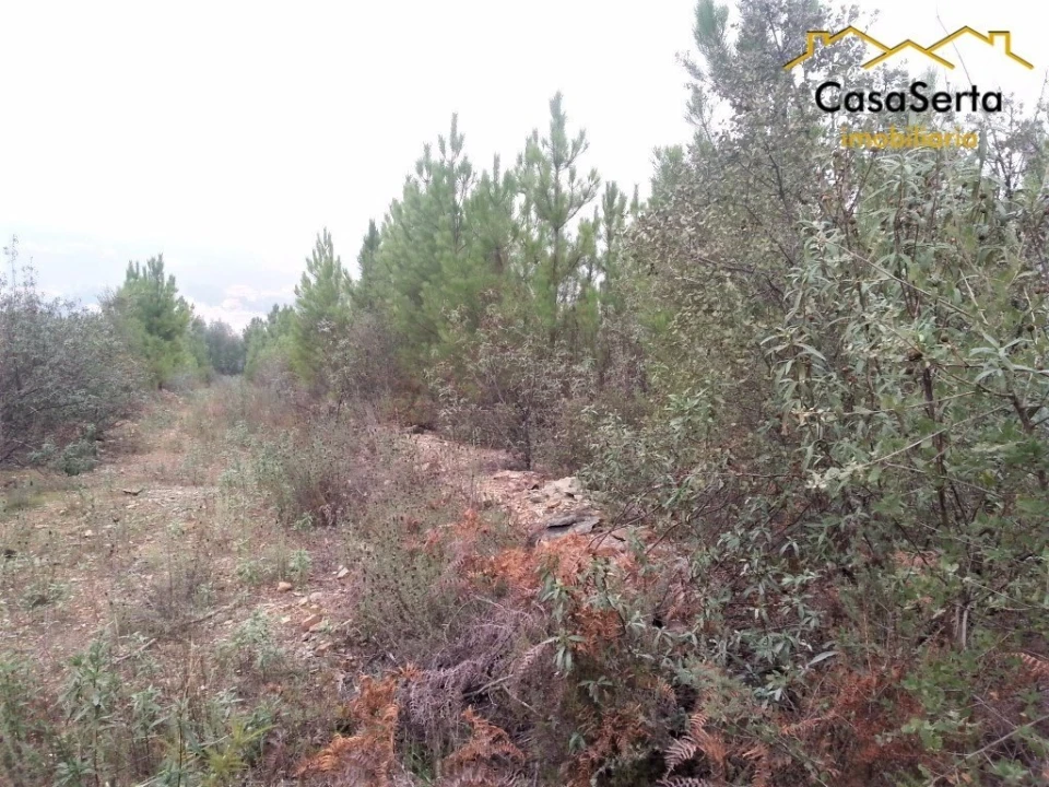 Terreno para Venda em Sertã Foto 3