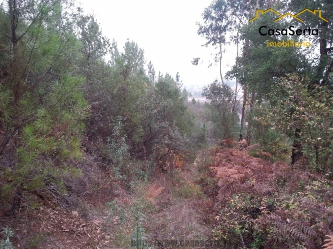 Terreno para Venda em Sertã Foto 2