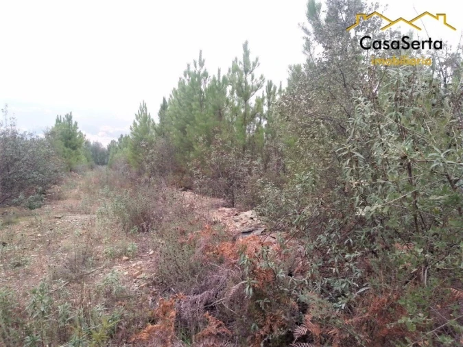 Terreno para Venda em Sertã Foto 3