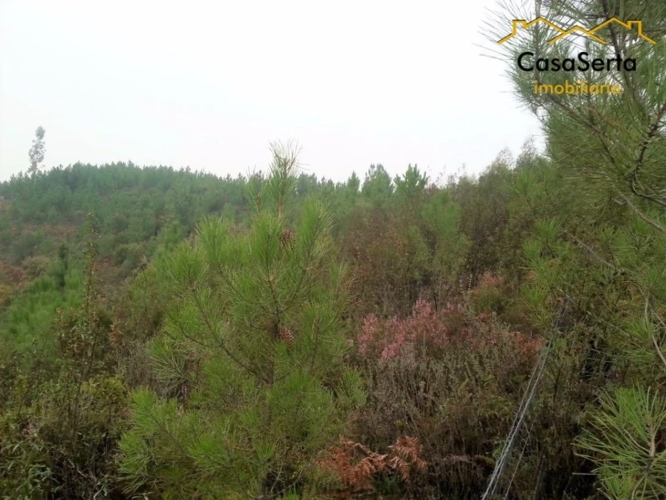 Terreno para Venda em Sertã Foto 4