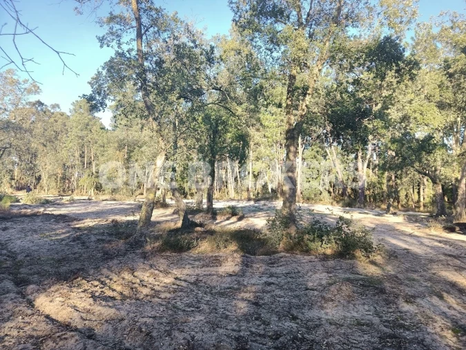 Terreno para Venda em Salvaterra de Magos e Foros de Salvaterra Foto 5