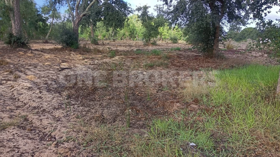Terreno para Venda em Salvaterra de Magos e Foros de Salvaterra Foto 3