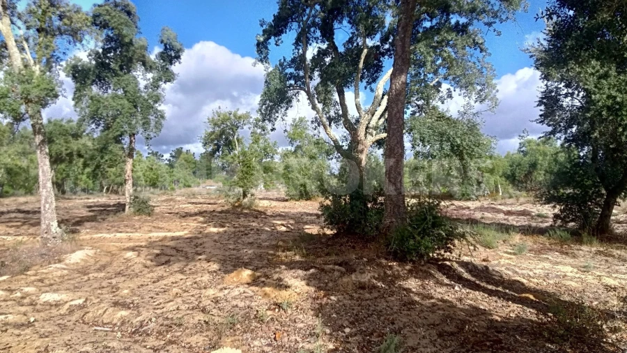 Terreno para Venda em Salvaterra de Magos e Foros de Salvaterra Foto 16