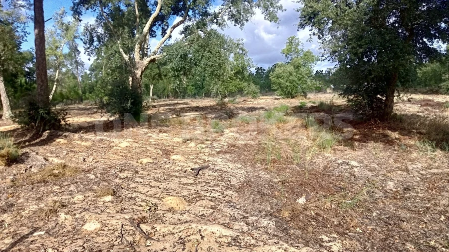 Terreno para Venda em Salvaterra de Magos e Foros de Salvaterra Foto 13