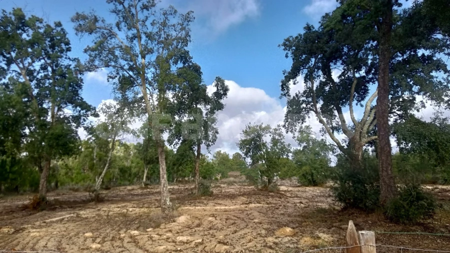 Terreno para Venda em Salvaterra de Magos e Foros de Salvaterra Foto 12