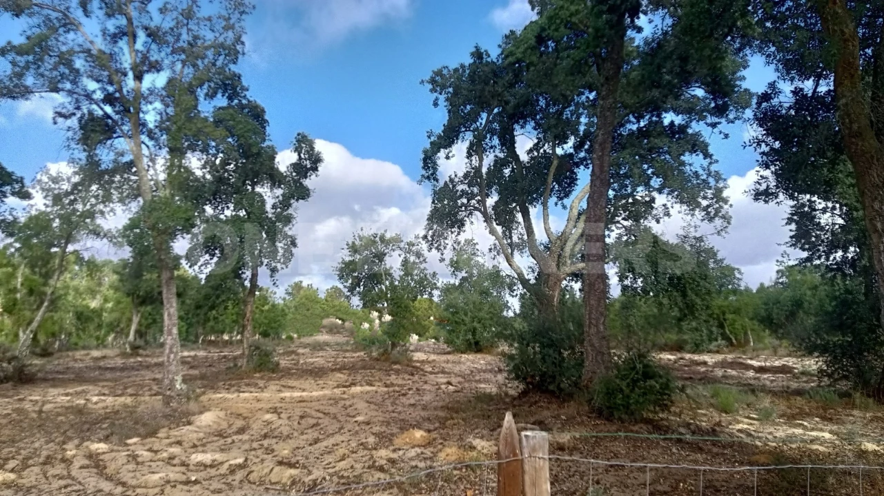 Terreno para Venda em Salvaterra de Magos e Foros de Salvaterra Foto 4
