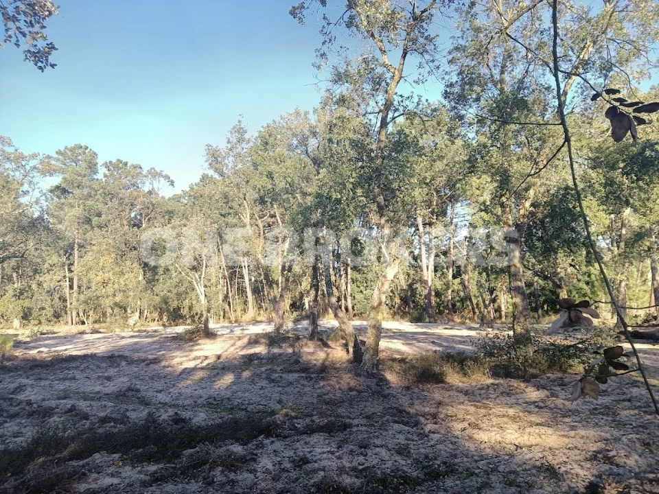 Terreno para Venda em Salvaterra de Magos e Foros de Salvaterra Foto 9