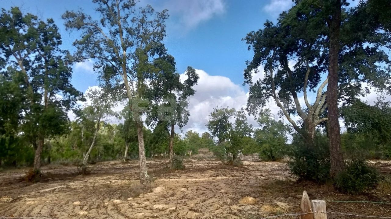 Terreno para Venda em Salvaterra de Magos e Foros de Salvaterra Foto 12