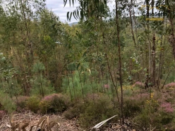 Terreno para Venda em Graça