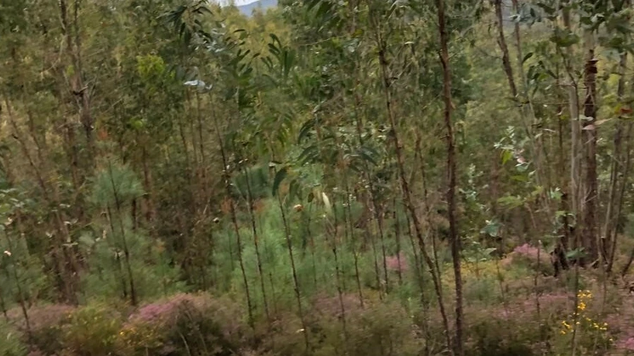 Terreno para Venda em Graça