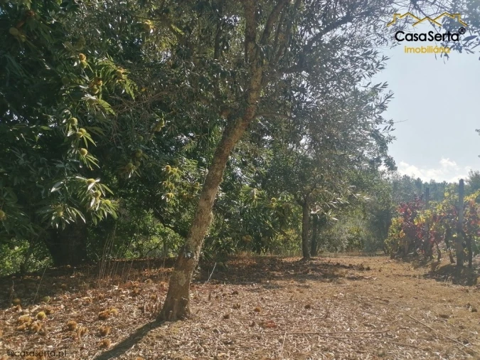 Terreno para Venda em Carvalhal Foto 13