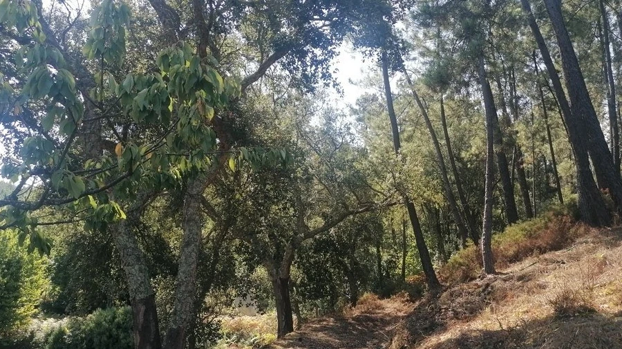Terreno para Venda em Carvalhal