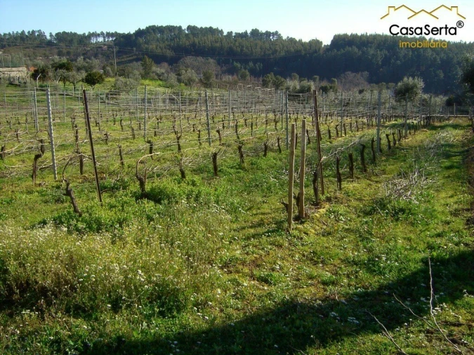 Terreno para Venda em Carvalhal