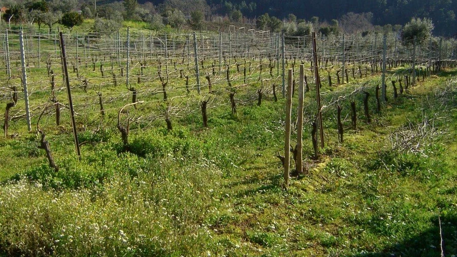 Terreno para Venda em Carvalhal