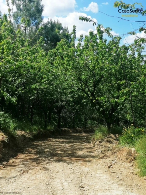 Terreno para Venda em Sertã