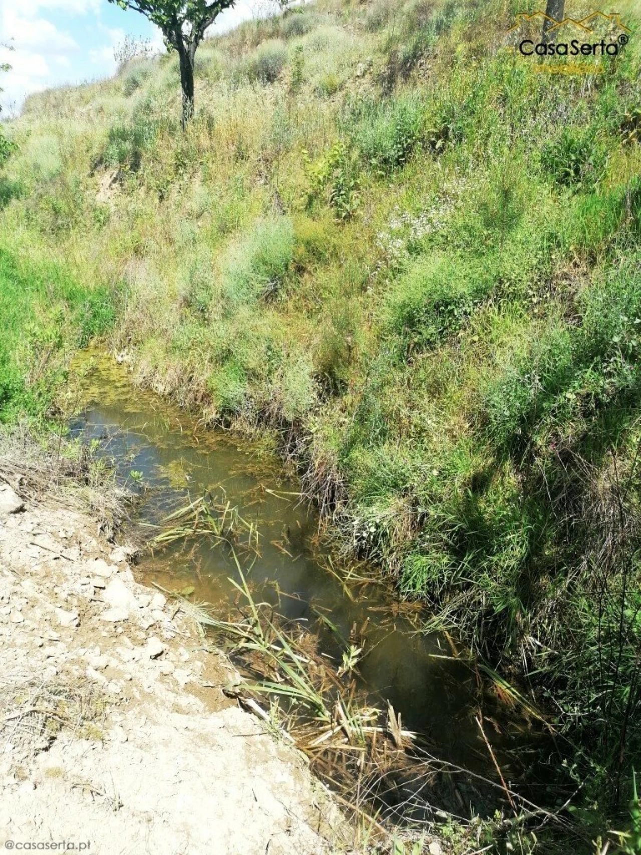 Terreno para Venda em Sertã Foto 9
