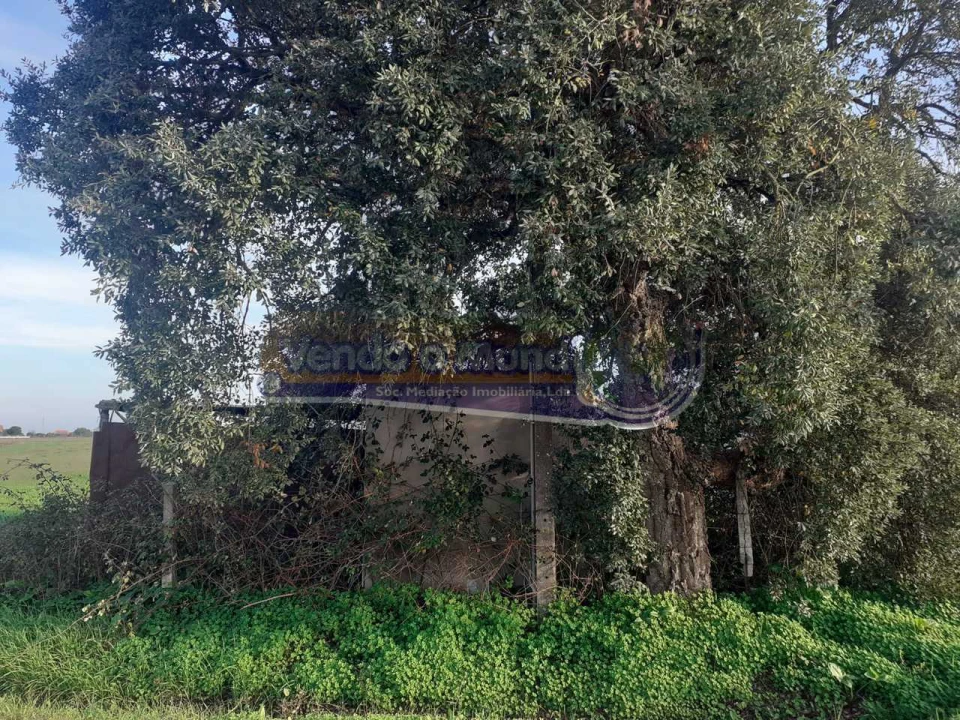 Terreno para Venda em Benavente Foto 5