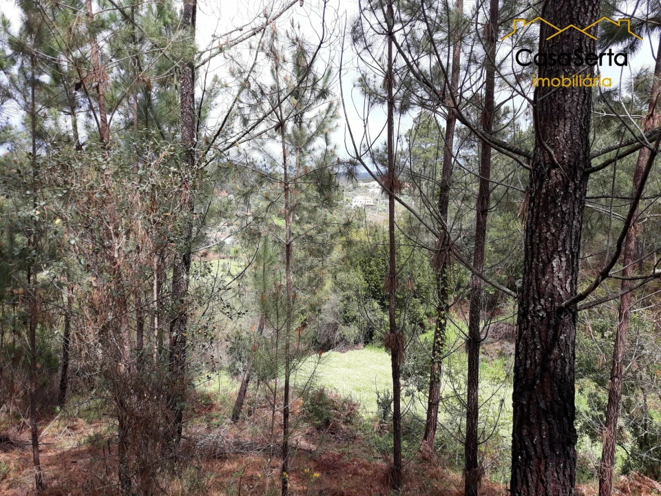 Terreno para Venda em Castelo Foto 5