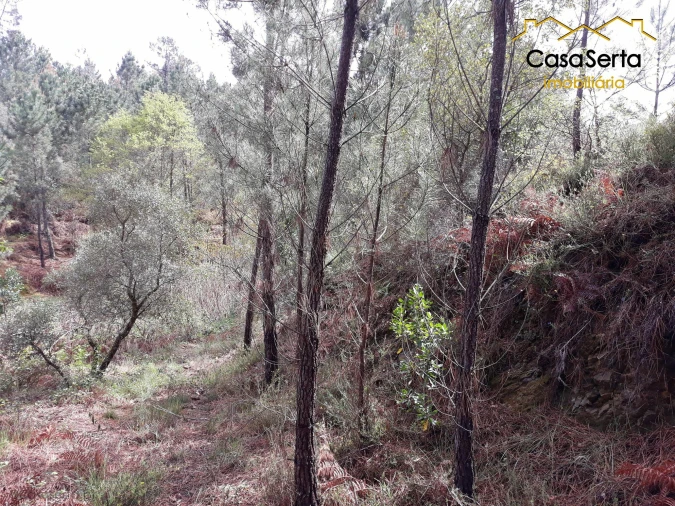 Terreno para Venda em Castelo Foto 7