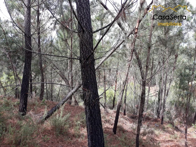 Terreno para Venda em Castelo Foto 8