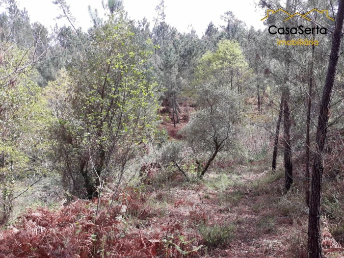 Terreno para Venda em Castelo Foto 6