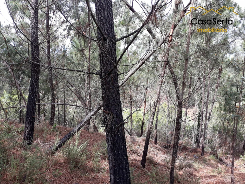 Terreno para Venda em Castelo Foto 8