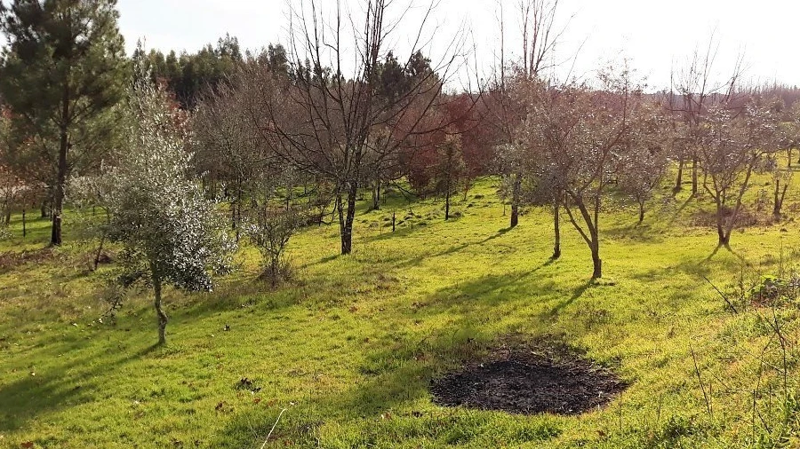 Terreno para Venda em Pedrogão Grande