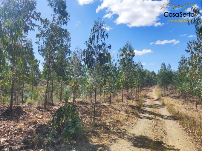 Terreno para Venda em Proença-A-Nova e Peral Foto 2