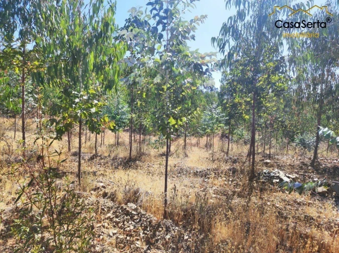 Terreno para Venda em Proença-A-Nova e Peral Foto 5