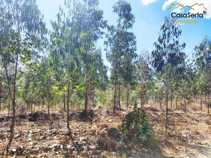 Terreno para Venda em Proença-A-Nova e Peral Foto 4