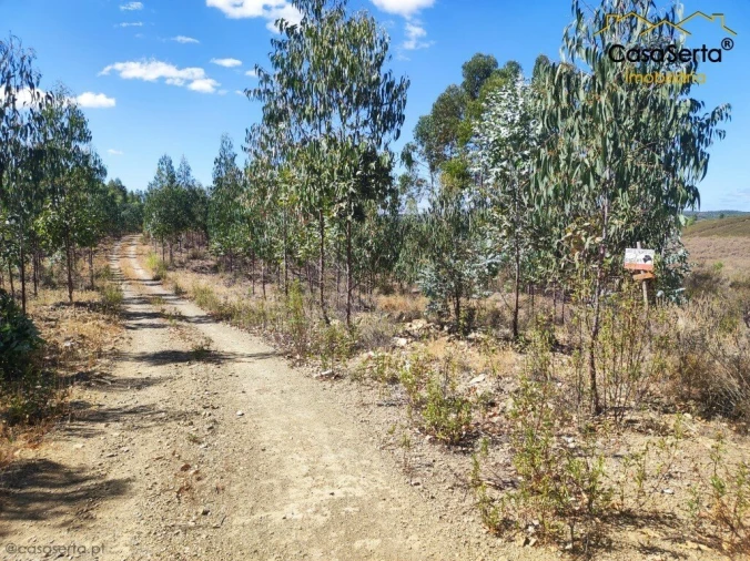 Terreno para Venda em Proença-A-Nova e Peral Foto 1